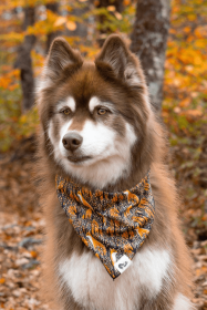 Foxes in Fall Dog Bandana (size: M/L - 27in x 13in)