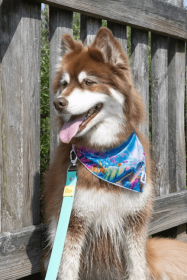 Sea Turtle Swim Dog Bandana (size: XL - 35in x 17in)