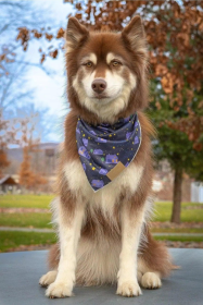 Starry Embrace Dog Bandana (size: M/L)