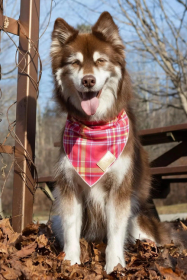 Wine Plaid Dog Bandana (size: S/M - 18in x 10in)